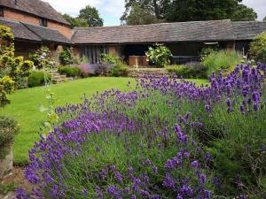 a garden with purple flowers in front of a building at Lupin Cottage at Boningale Manor in Wolverhampton