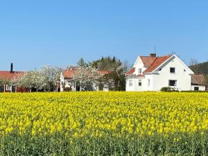 a field of yellow flowers in front of a house at Boende i uppgränna med panoramautsikt in Gränna