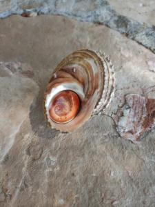 a snail shell sitting on the ground at Bol Studio Gospojica in Bol