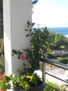 a potted plant on a balcony with a view of the ocean at Villa Giorgos in Kefalos