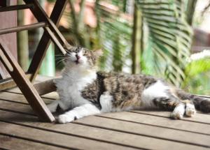Pet ou pets ficando com hóspedes em Pousada Paloma