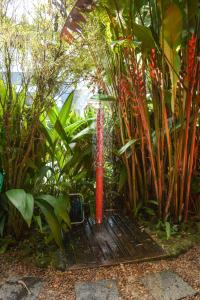 Um jardim em Pousada Paloma