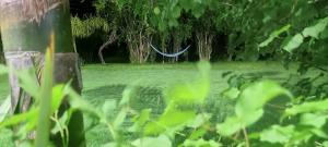 Zahrada ubytování Hotel Maguey blanco