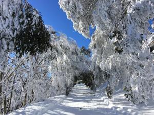 a tree covered in snow on a path at Hub 14 in Falls Creek