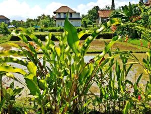 un gruppo di piante verdi con una casa sullo sfondo di Rendira Villa ad Ubud