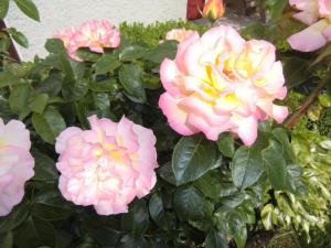 un groupe de roses roses dans un jardin dans l'établissement Ferienpension Fremuth, à Ruhmannsfelden