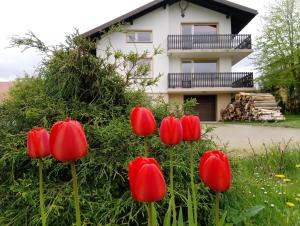a group of red tulips in front of a house at Agrowczasy in Wola Piotrowa