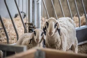 Zvieratá v apartmáne alebo blízkom okolí