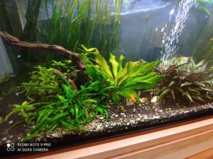 a fish tank with some plants in it at EXCEPTIONAL,ORIENTAL STYLE FLAT close to Warsaw in Mysiadło