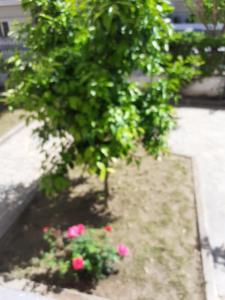 Vonkajšia záhrada v ubytovaní Asteris appartment