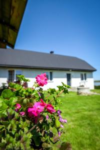 a bush with pink flowers in front of a house at Pokoje Amelia in Zator