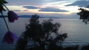 a tree in front of a large body of water at Sea Front in Milina