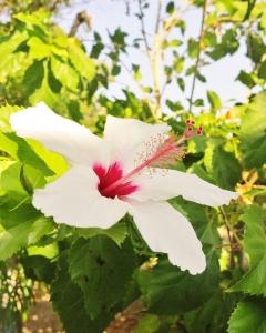 A garden outside Seaside Studios Arkasa Karpathos