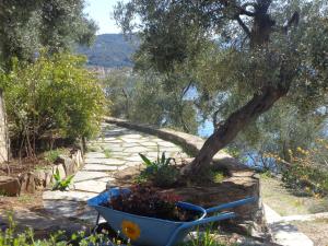 a tree in a wheelbarrow next to a flower garden at Sea Front in Milina