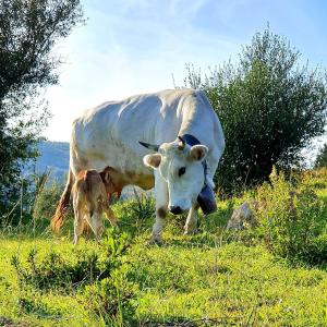 Állatok a panzióban vagy a közelben