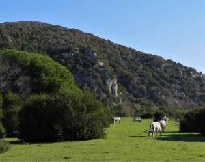 uma manada de cavalos brancos a pastar num campo em Albergo Rispescia em Rispescia