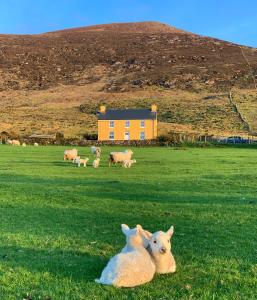 two sheep laying in the grass in a field at Hidden Hills Waterville in Waterville