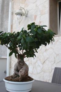 a bonsai tree in a pot on a table at “A Casa” luxury in Francavilla Fontana