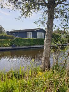 een huis met een boom naast een waterlichaam bij Chalet 36 in Giethoorn