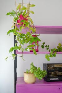 a pink shelf with a potted plant on it at Alojamento das Fontes in Alenquer