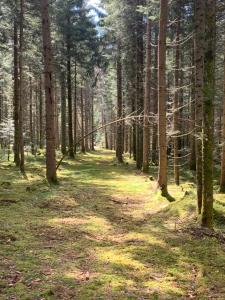 einen Pfad in einem Wald mit Bäumen und Gras in der Unterkunft Tarahaus in Sankt Georgen im Schwarzwald
