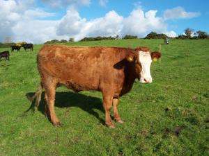 a brown cow standing in a field of grass at Valley Lodge Room Only Guest House in Claremorris