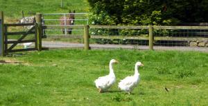 Foto dalla galleria di Valley Lodge Room Only Guest House a Claremorris