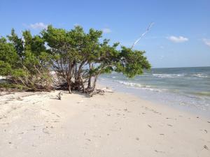 two trees on a beach with the ocean at Elegant 1 Bedroom Condo With Swimming Pool Gym Access All Included In Convenient Fort Myers Location Near Golf Courses and Sanibel Island in Fort Myers