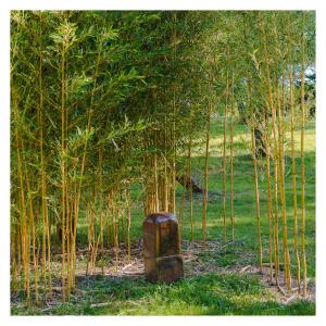 un objeto oxidado en medio de un bosque de árboles en Chambre soignée et accueillante à la campagne - Ch. Jaune, en L Honor De Cos