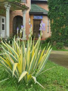 una planta en el césped frente a un edificio en Motel Zoka, en Dvorovi