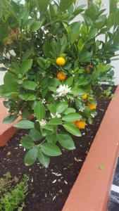 a bunch of orange trees with leaves and white flowers at Boutique Hotel Nice Côte d'azur in Nice