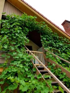 eine Treppe mit Efeu neben einem Haus in der Unterkunft Borostyán Apartmann in Balatonföldvár