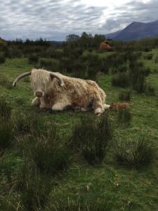 a cow laying in the grass in a field at Ben Nevis Manor in Fort William