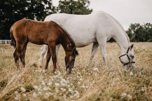 a white horse and a brown horse grazing in a field at Hotel Maestoso - Lipica in Sežana