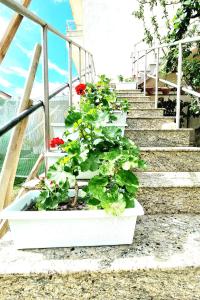Galeri foto Luckyshine hostel di Vlore