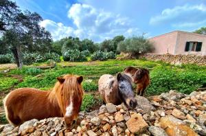 tre cavalli in piedi accanto a un mucchio di rocce di Finca Agroturismo Sa Cova den Borino a Campos