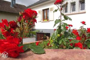 a bunch of red flowers in front of a house at Colmar , Séjour calme chez l'habitant in Colmar