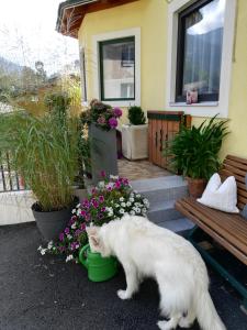 Domácí mazlíčci ubytovaní s hosty v ubytování Haus Ortsblick