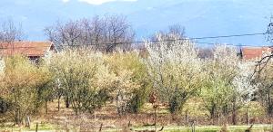 a field with trees and a house in the background at VIP APARTMAN 2020 in Vrnjačka Banja +13 photos