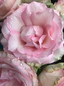 a pink rose with drops of water on it at Lavender Cottage in Presteigne