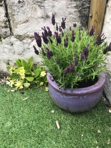 una planta púrpura en una olla en la hierba en Lavender Cottage, en Presteigne