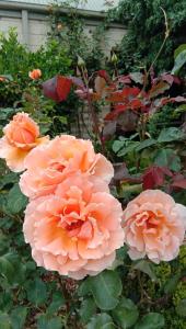 Tres flores de color melocotón en un jardín en Rose & Stream Retreat, en Waikuku