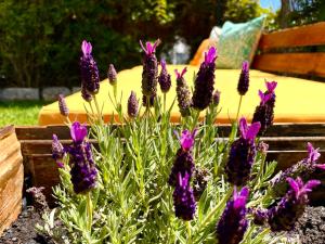 un montón de flores púrpuras en un jardín en Look At Me - Serviced Lofts & Studios, en Oporto