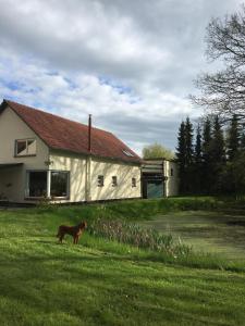 a dog standing in the grass in front of a house at Blauer Salon in Satow