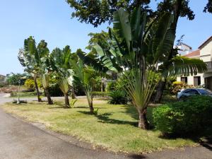a row of palm trees on the side of a road at B&B Pavillion in Sosúa