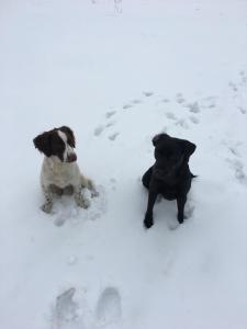 Mascotas con sus dueños en Old Gloucester Road farm bed and breakfast