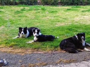 three black and white dogs laying in the grass at Barklysuites Apartments in Rutherglen