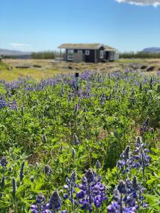 a field of purple flowers in front of a building at Blue View Cabin 5B With private hot tub in Reykholt