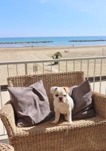 Domácí mazlíčci ubytovaní s hosty v ubytování Nautic Beach Hotel