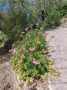 Zahrada ubytování Nostro Rifugio